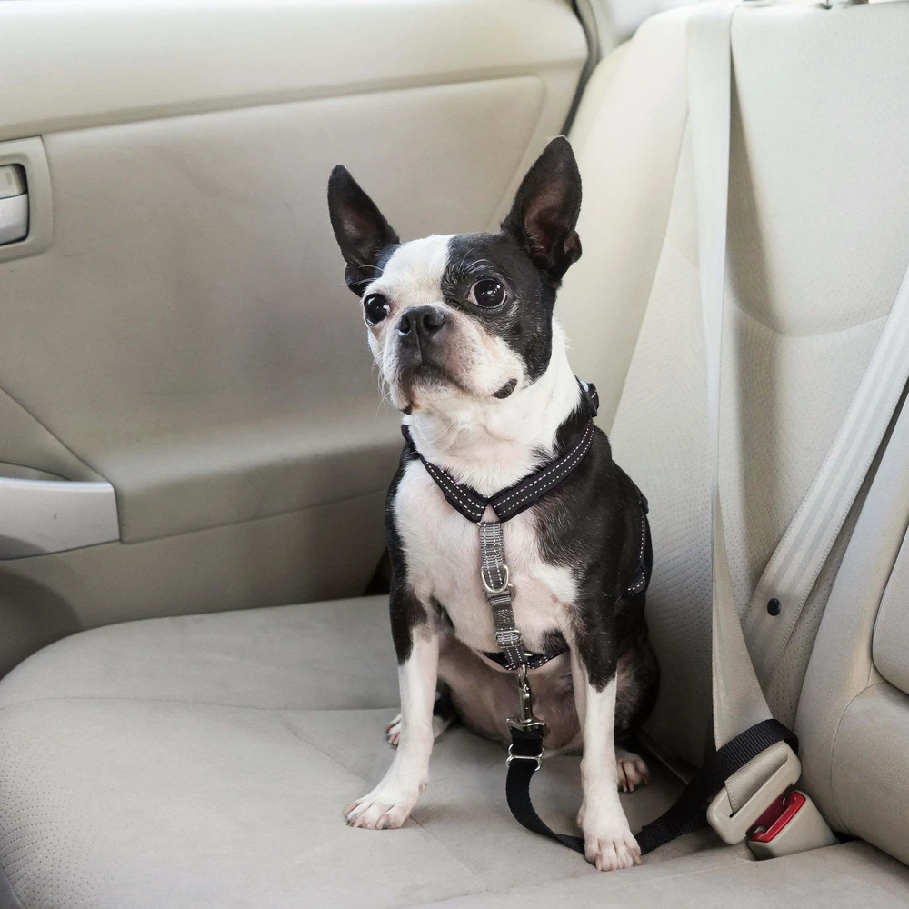 PetSafe 3in1 pavadėlis ir automobilinis saugos diržas – reguliuojamo vidutinio dydžio, saugus daugiafunkcis dizainas