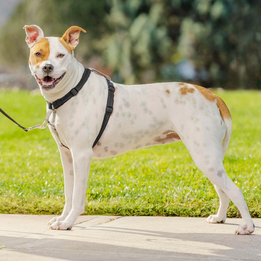 PetSafe 3in1 pavadėlis ir automobilinis saugos diržas – reguliuojamo vidutinio dydžio, saugus daugiafunkcis dizainas
