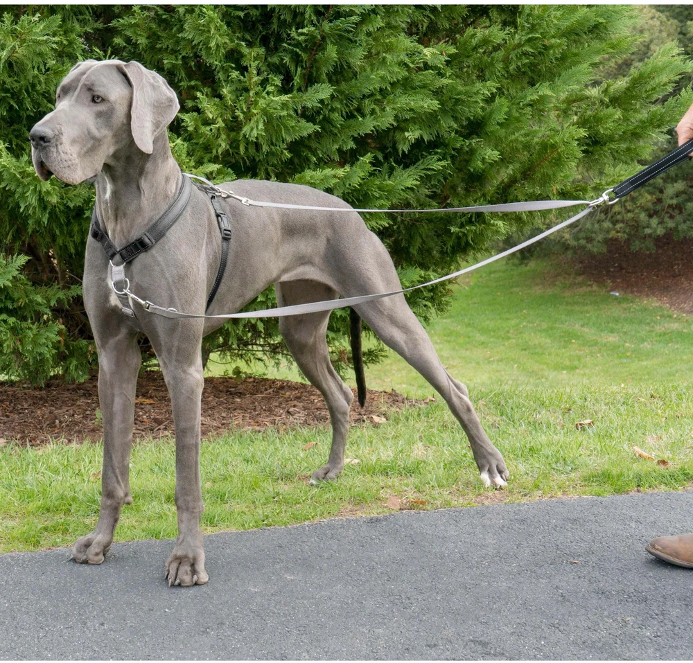PetSafe Anti-Pull pavadėlis šunims 116cm – patvarus nailoninis pavadėlis su nekeliančiu dizainu, patogi rankena