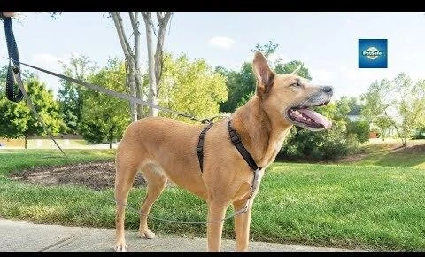 PetSafe Anti-Pull pavadėlis šunims 116cm – patvarus nailoninis pavadėlis su nekeliančiu dizainu, patogi rankena
