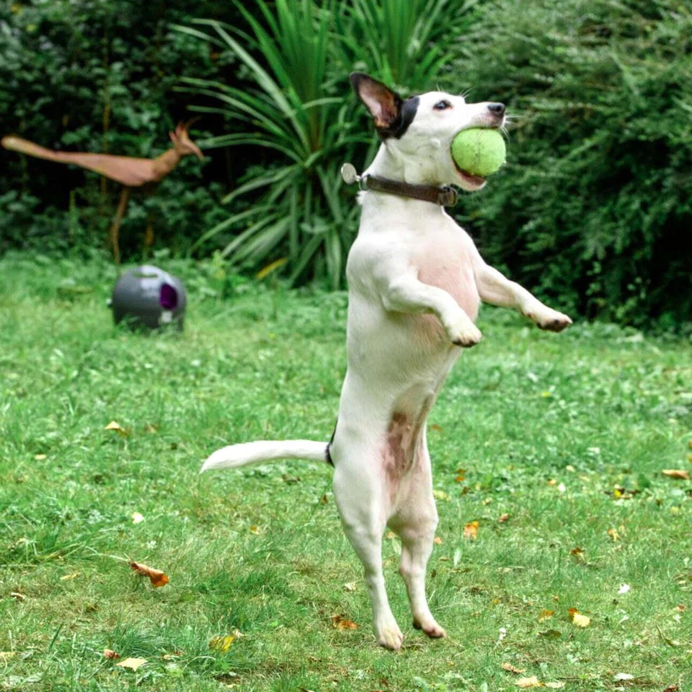 PetSafe Automatic Ball Launcher automatinis kamuoliukų mėtymo prietaisas šunims