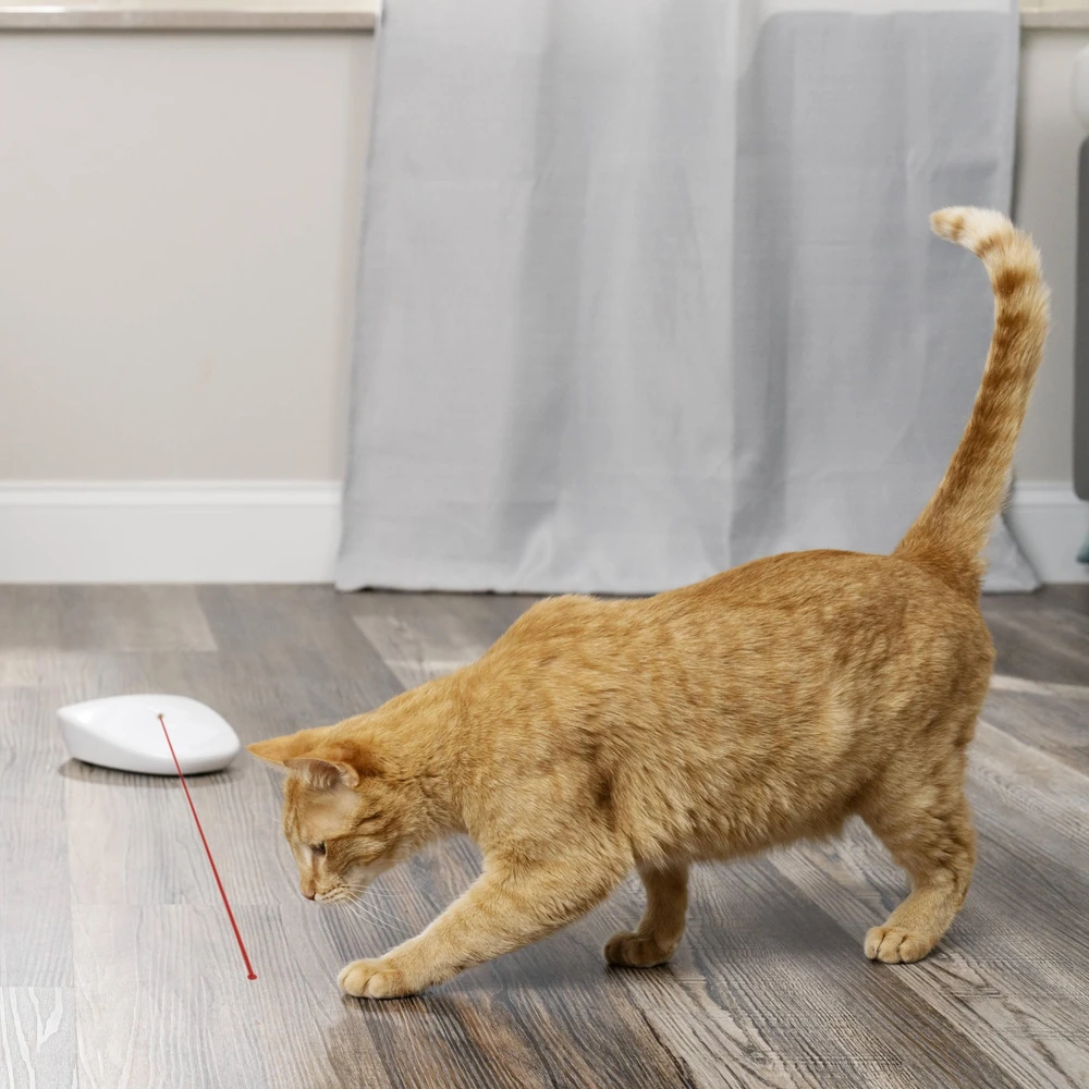 Petsafe lazerinis Tail Light