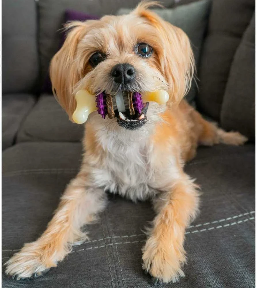 PetSafe Busy Buddy Bristle Bone kramtomasis žaislas – maži, dantų valymo dizaino su skanėstu