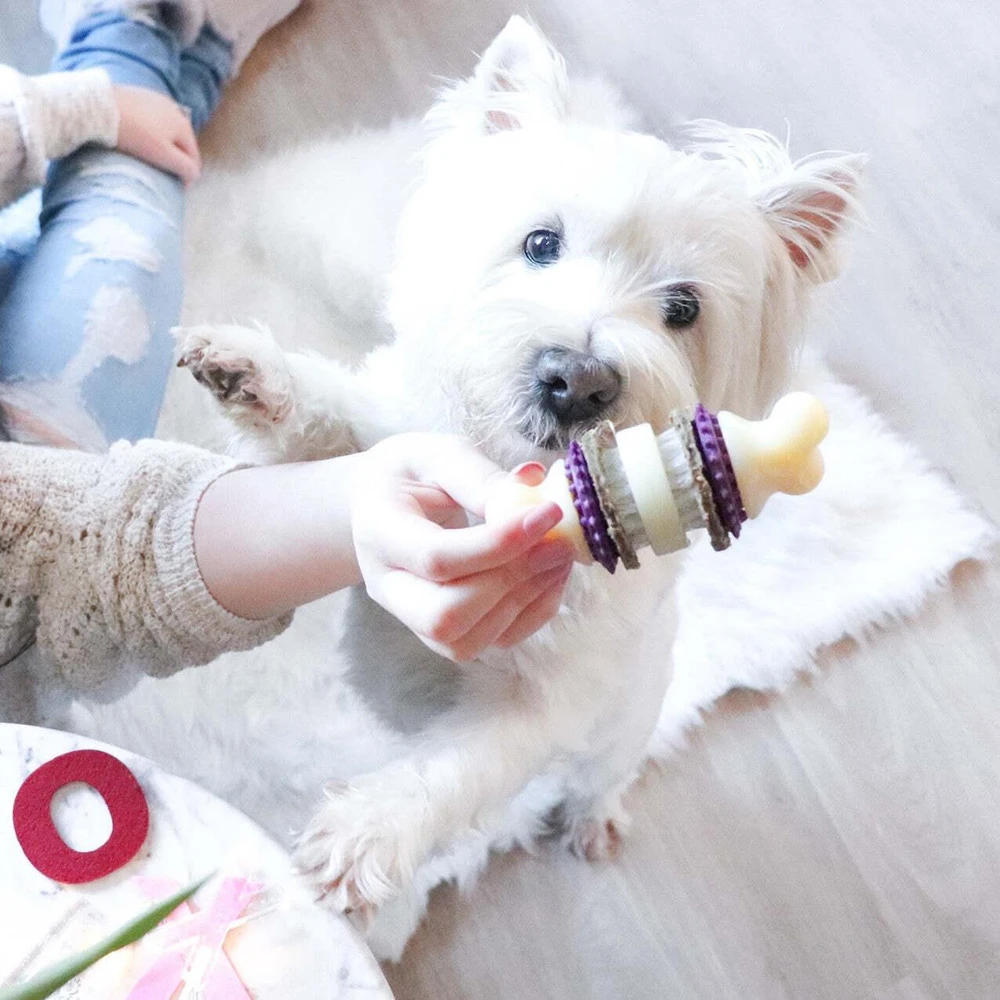 PetSafe Busy Buddy Bristle Bone kramtomasis žaislas – maži, dantų valymo dizaino su skanėstu