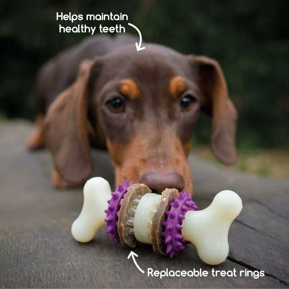 PetSafe Busy Buddy Bristle Bone kramtomasis žaislas – maži, dantų valymo dizaino su skanėstu