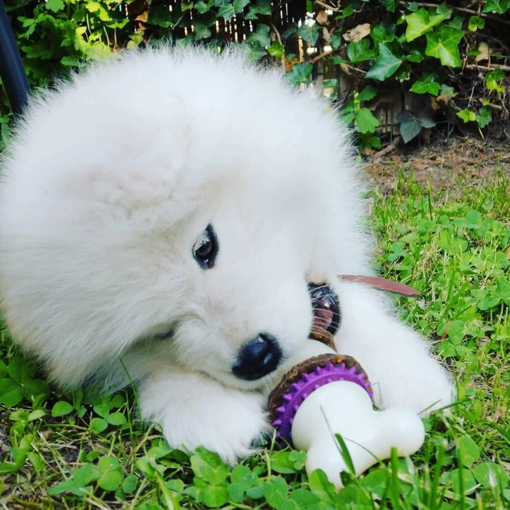 PetSafe Busy Buddy Bristle Bone kramtomasis žaislas – maži, dantų valymo dizaino su skanėstu