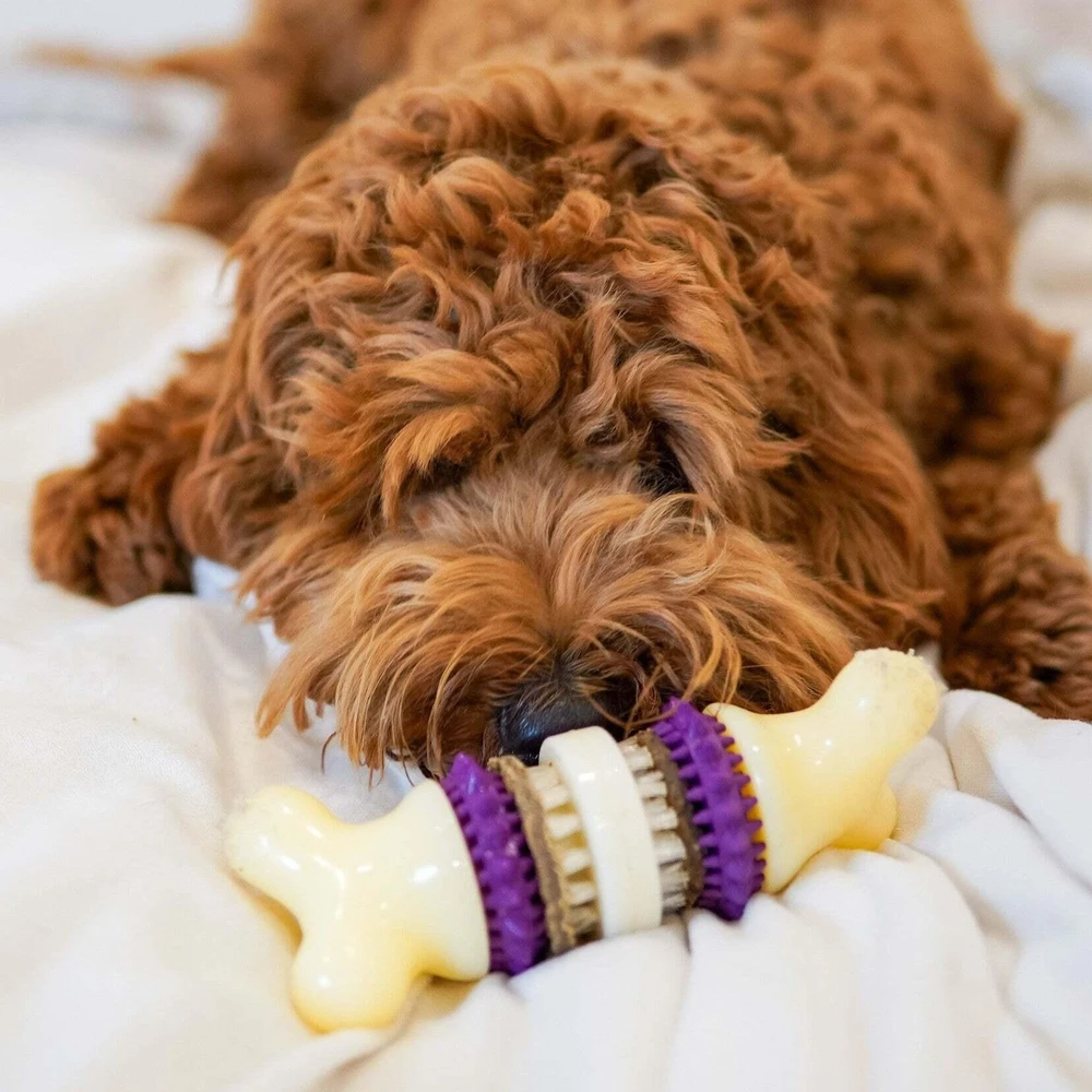 PetSafe Busy Buddy Bristle Bone kramtomasis žaislas – maži, dantų valymo dizaino su skanėstu