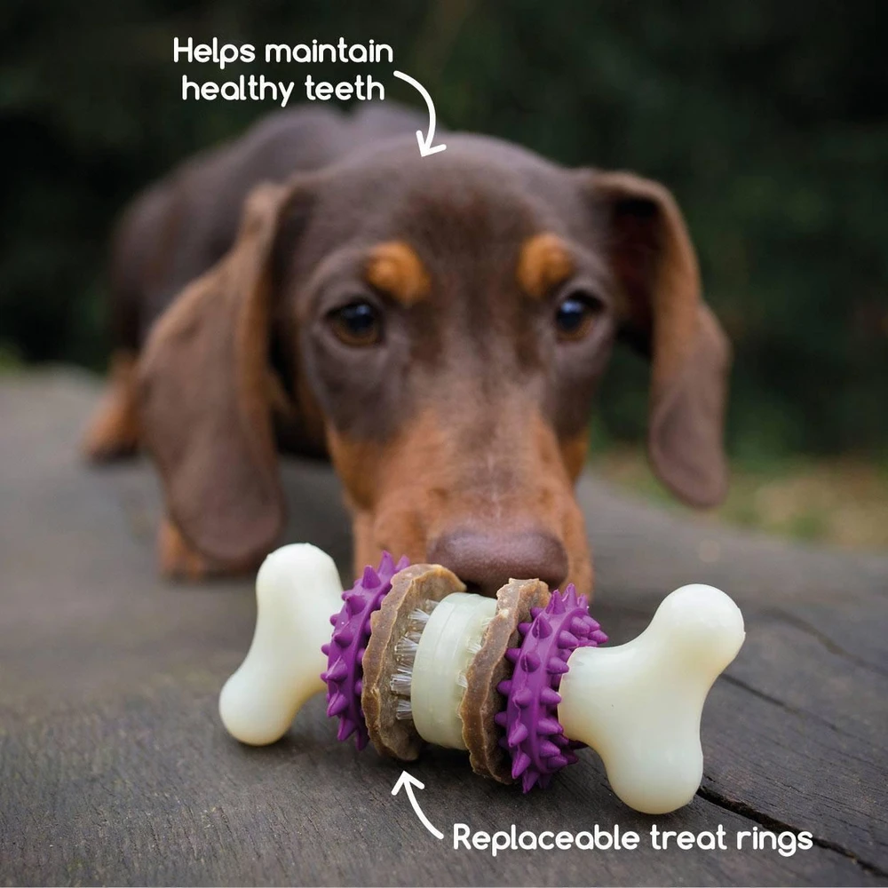 PetSafe Busy Buddy Bristle Bone kramtomasis žaislas – maži, dantų valymo dizaino su skanėstu