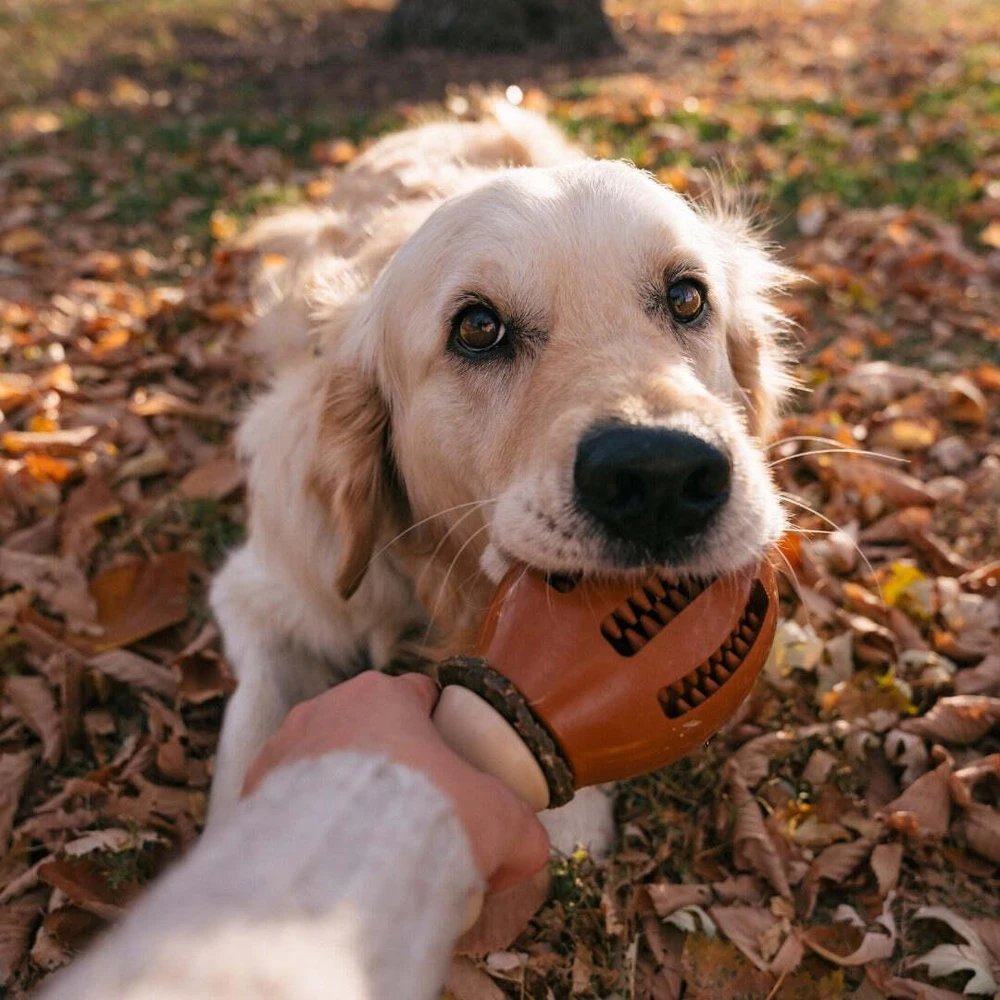 PetSafe Busy Buddy Chompin' Chicken šunų kramtomasis žaislas – Vištienos kojelės formos, mažas/vidutinis, patvarus dizainas