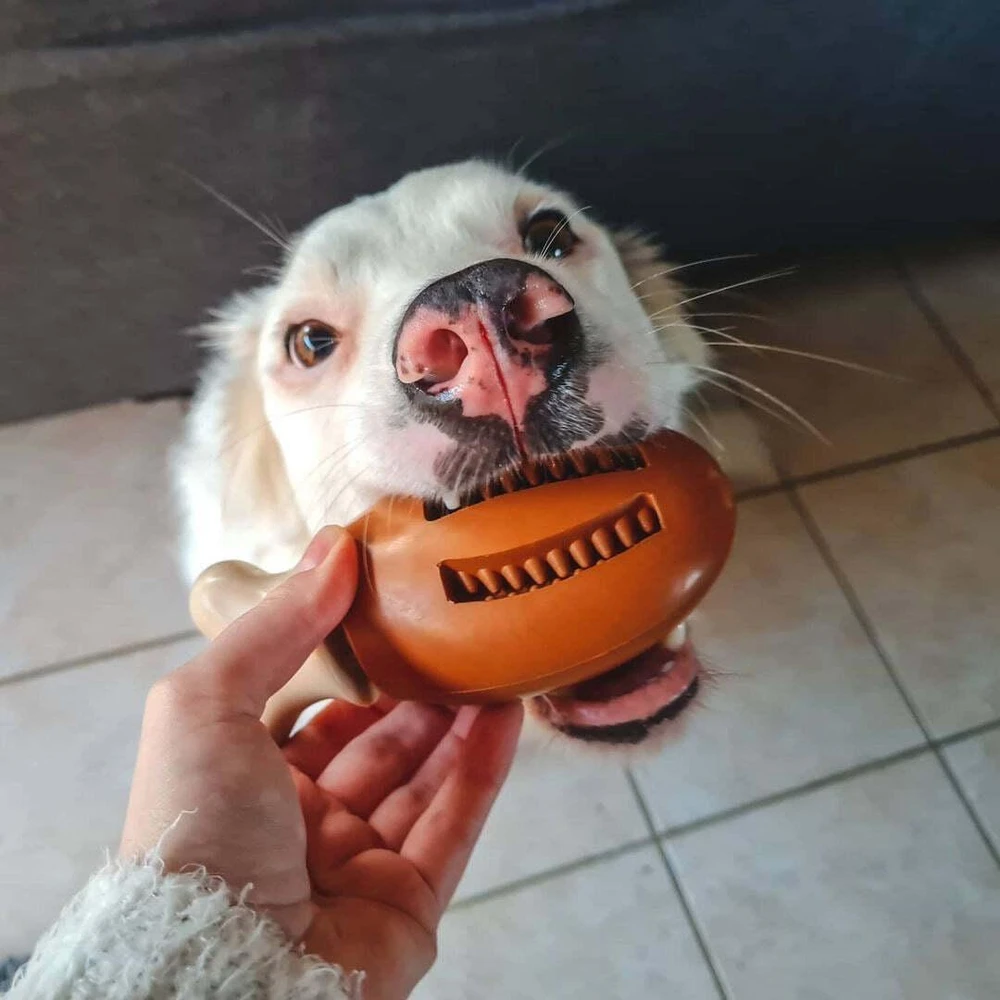 PetSafe Busy Buddy Chompin' Chicken šunų kramtomasis žaislas – Vištienos kojelės formos, mažas/vidutinis, patvarus dizainas