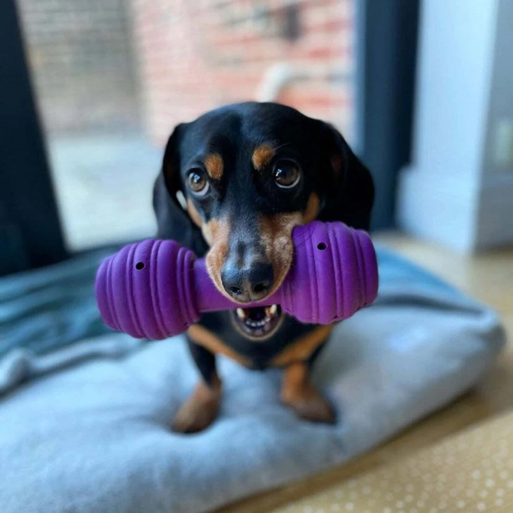 Petsafe Busy Buddy Chuckle guminis kaulas su cypuku dideliems šunims
