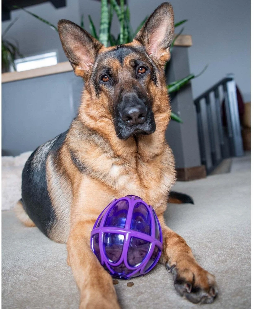 PetSafe Busy Buddy Kibble Nibble skanėstų žaisliukas – mažas, kiaušinio formos, patvarus dozatorius