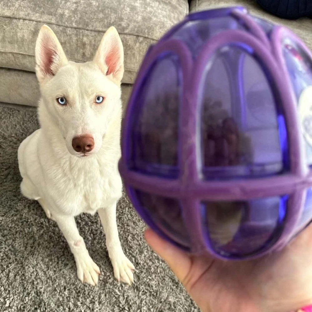 PetSafe Busy Buddy Kibble Nibble skanėstų žaisliukas – mažas, kiaušinio formos, patvarus dozatorius