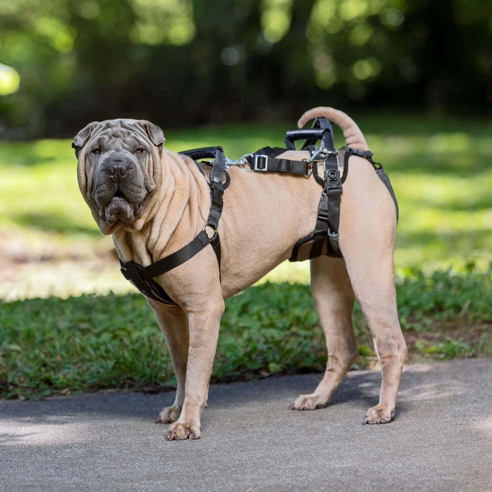 PetSafe CareLift atrampas atbalsta – vidēja izmēra, ergonomisks pacelšanas palīglīdzeklis lielām šķirnēm