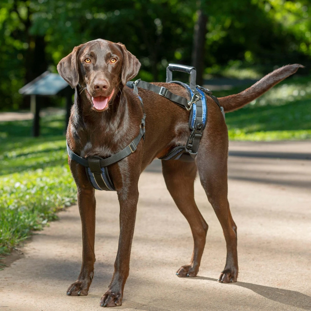 PetSafe CareLift atrampas atbalsta – vidēja izmēra, ergonomisks pacelšanas palīglīdzeklis lielām šķirnēm