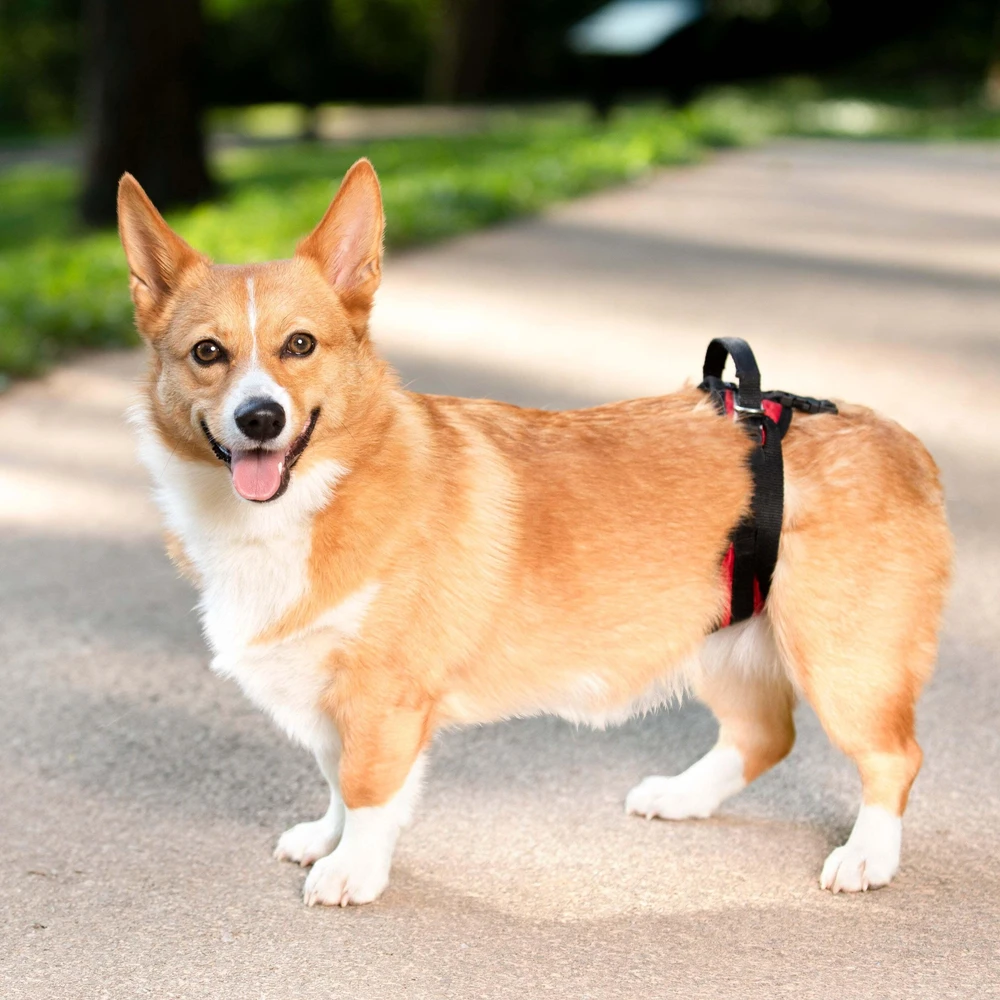 PetSafe CareLift galinė atraminė petneša – vidutinio dydžio, ergonomiškas klubų reabilitacijos dizainas