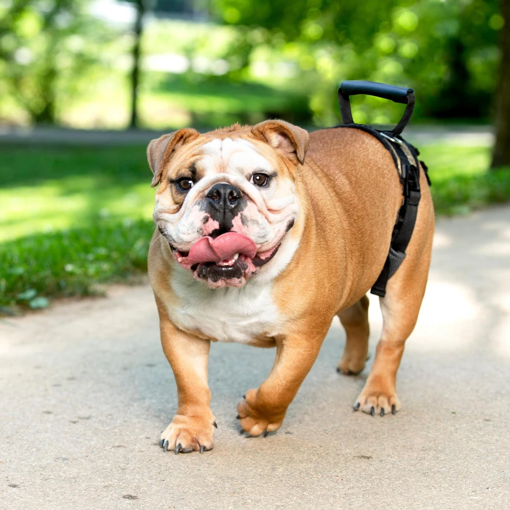 PetSafe CareLift galinė atraminė petneša – vidutinio dydžio, ergonomiškas klubų reabilitacijos dizainas