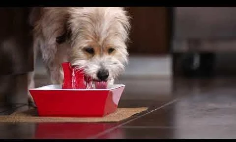 PetSafe Drinkwell Pagoda Mėlynas fontanėlis girdykla šunims ir katėms 2L
