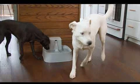 PetSafe Drinkwell vandens fontanėlis – vidutinės talpos, tylus srautas, lengvai valomas dizainas