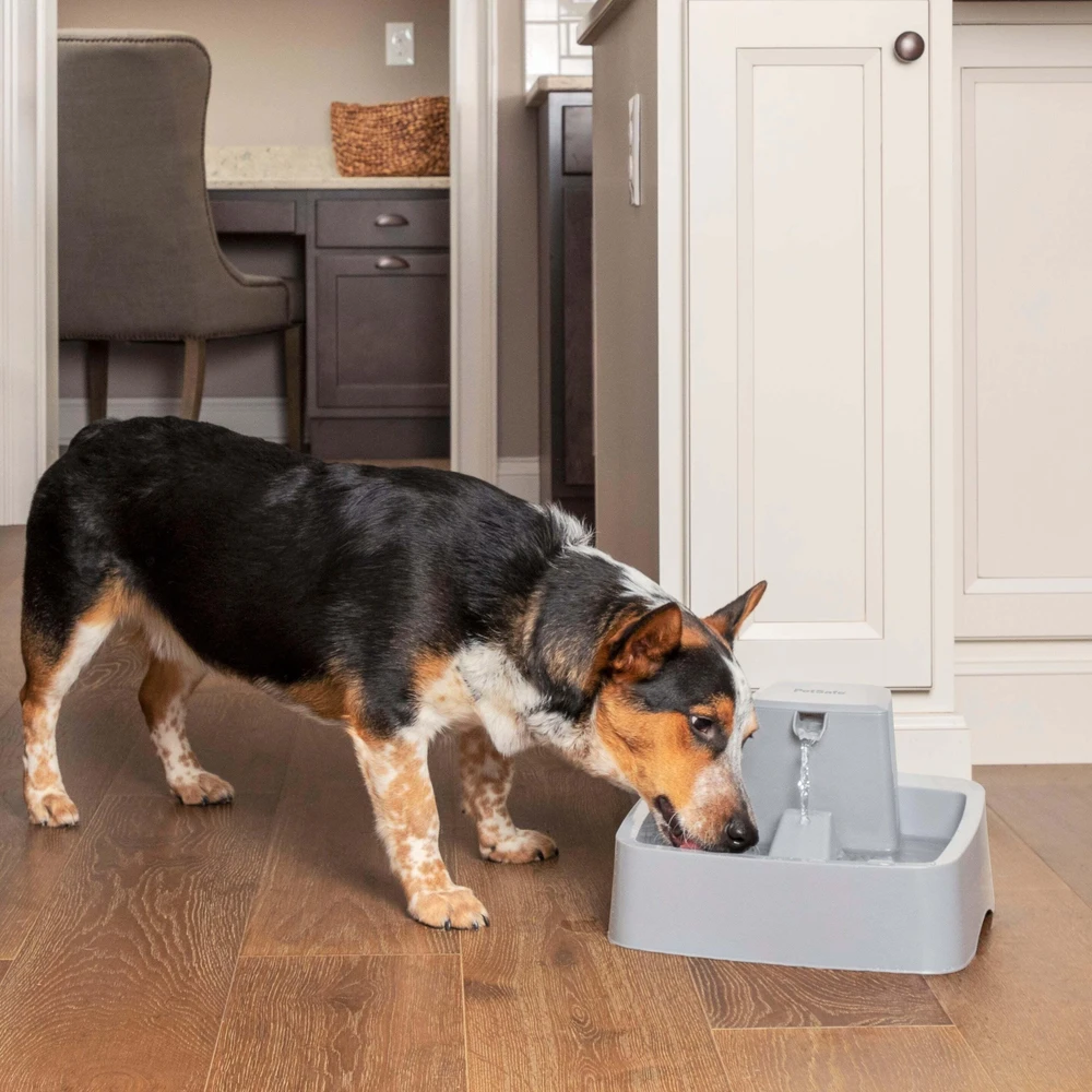 PetSafe Drinkwell vandens fontanėlis – vidutinės talpos, tylus srautas, lengvai valomas dizainas