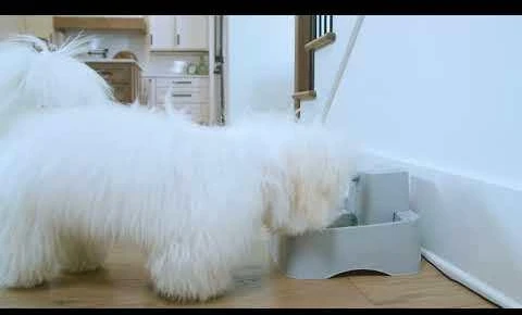 PetSafe Drinkwell vandens fontanėlis – vidutinės talpos, tylus srautas, lengvai valomas dizainas
