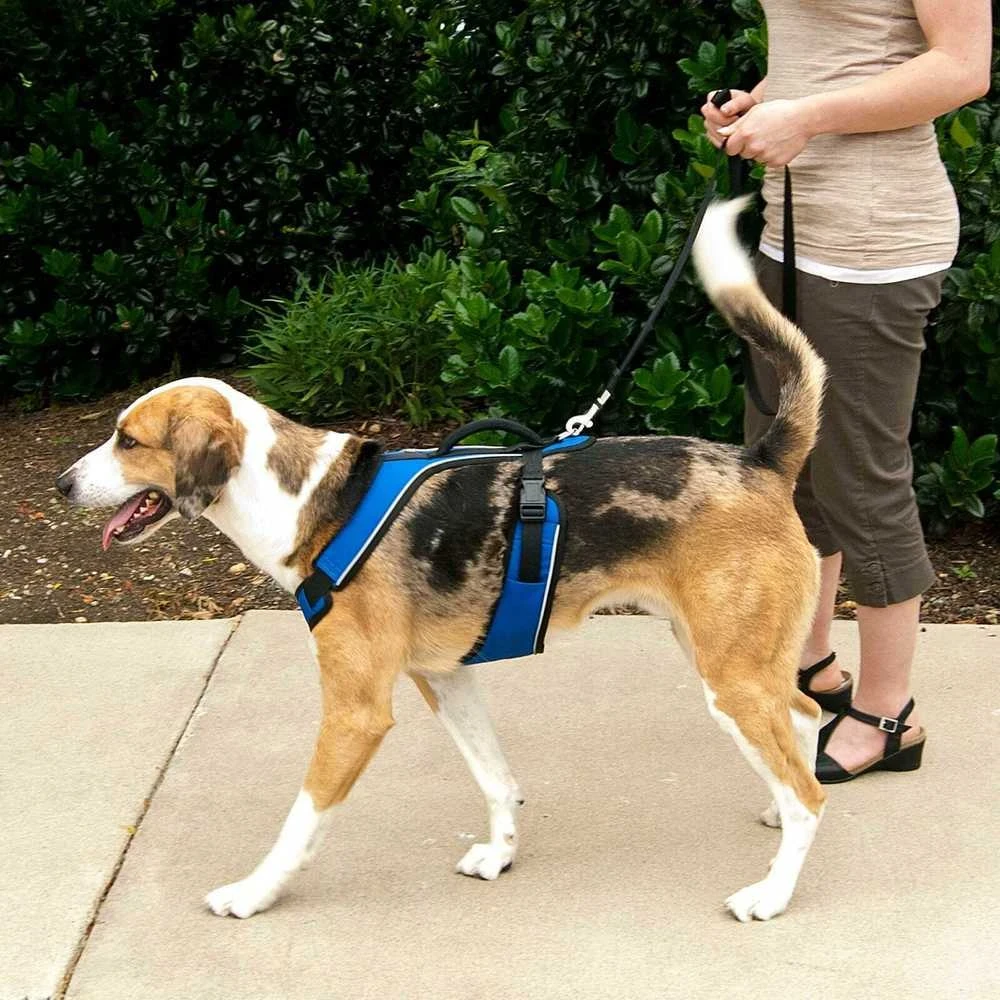 PetSafe Easy Sport pakinkalas M dydžio, mėlynas – be spaudimo, reguliuojamas, patogiai priglundantis