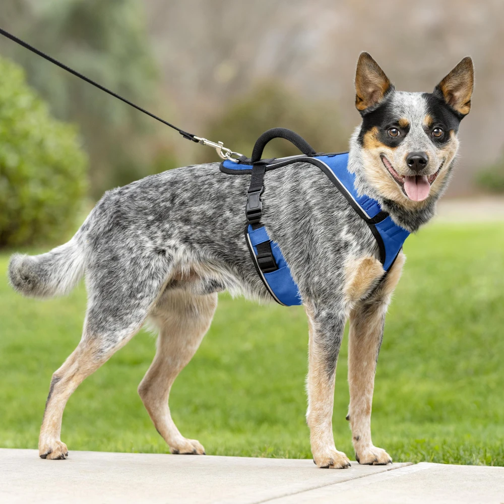 PetSafe Easy Sport pakinkalas M dydžio, mėlynas – be spaudimo, reguliuojamas, patogiai priglundantis