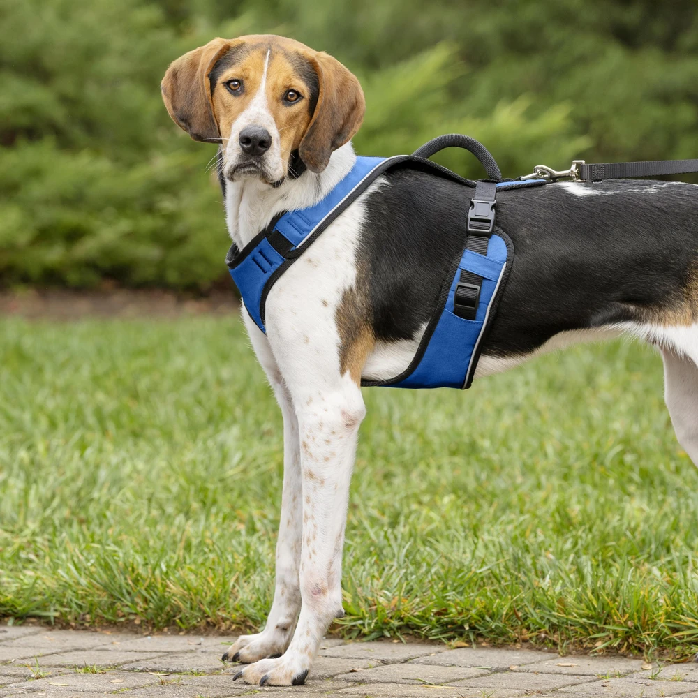 PetSafe Easy Sport pakinkalas M dydžio, mėlynas – be spaudimo, reguliuojamas, patogiai priglundantis