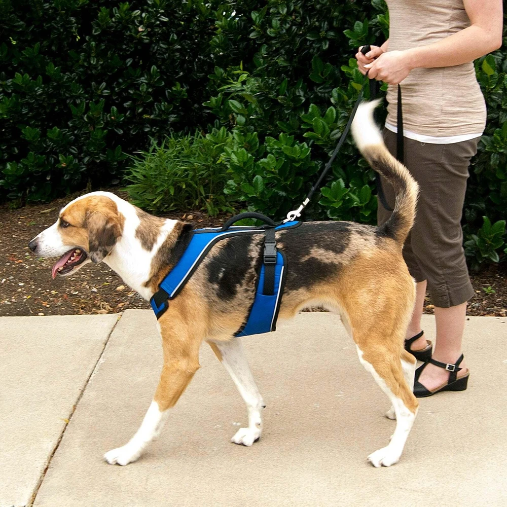 PetSafe Easy Sport pakinkalas M dydžio, mėlynas – be spaudimo, reguliuojamas, patogiai priglundantis