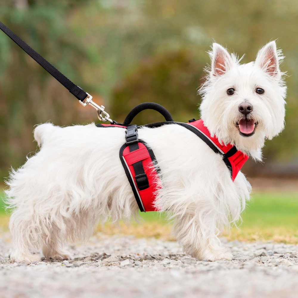 PetSafe Easy Sport pavadėlis Raudonas – švelnus slėgis, reguliuojamas dizainas, mažas dydis, patogus prigludimas