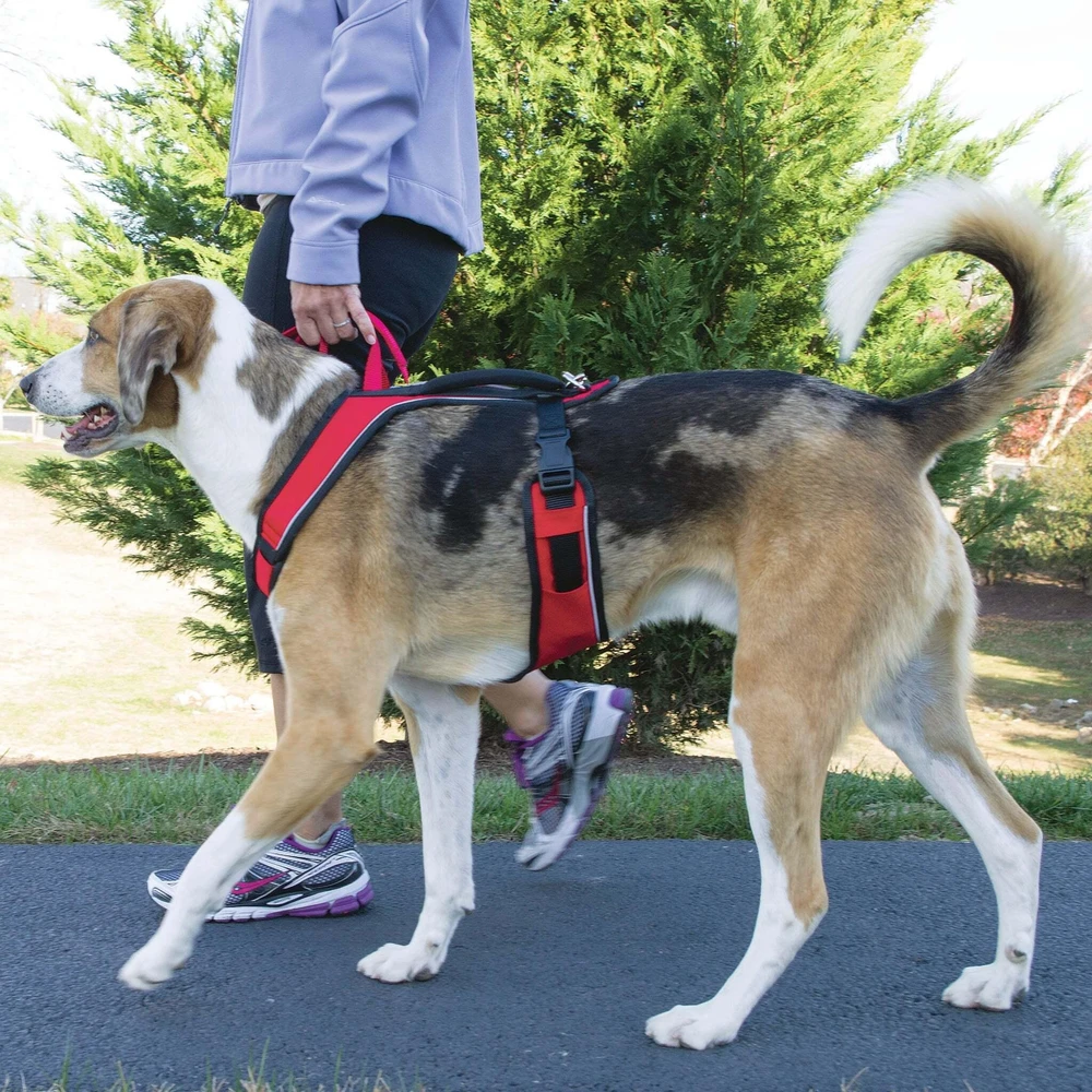 PetSafe Easy Sport pavadėlis Raudonas – švelnus slėgis, reguliuojamas dizainas, mažas dydis, patogus prigludimas