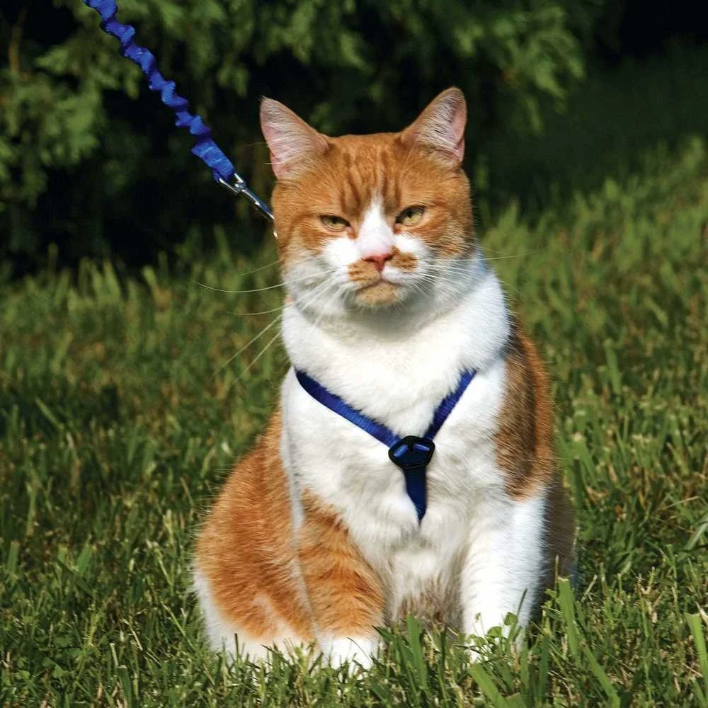 PetSafe Easy Walk katės diržas – Karališkai mėlynas bungee diržas ir pavadėlis, mažas dydis