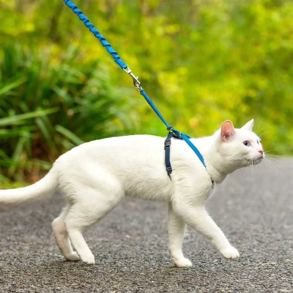 PetSafe Easy Walk katės diržas – Karališkai mėlynas bungee diržas ir pavadėlis, mažas dydis