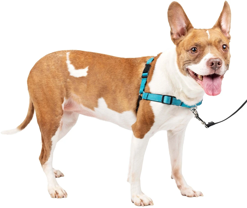 PetSafe Easy Walk Deluxe pavadėlis – švelnus juodas ir mėlynas šuns pavadėlis su pavadėliu, vidutinio dydžio