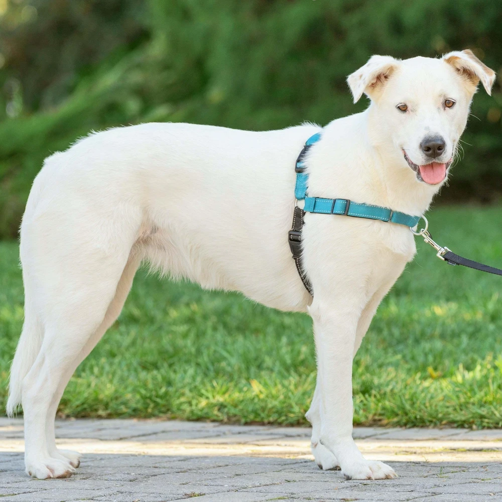 PetSafe Easy Walk Deluxe pavadėlis – švelnus juodas ir mėlynas šuns pavadėlis su pavadėliu, vidutinio dydžio