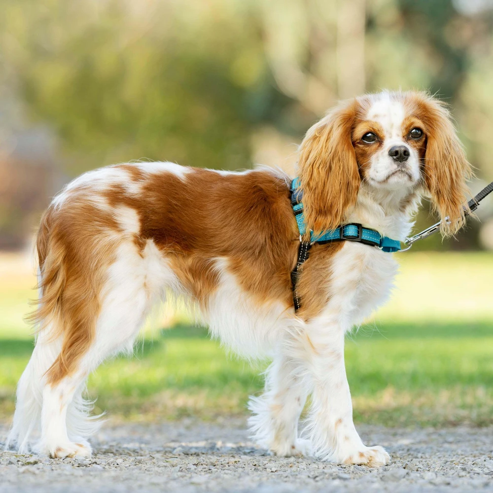 PetSafe Easy Walk Deluxe pavadėlis – švelnus juodas ir mėlynas šuns pavadėlis su pavadėliu, vidutinio dydžio