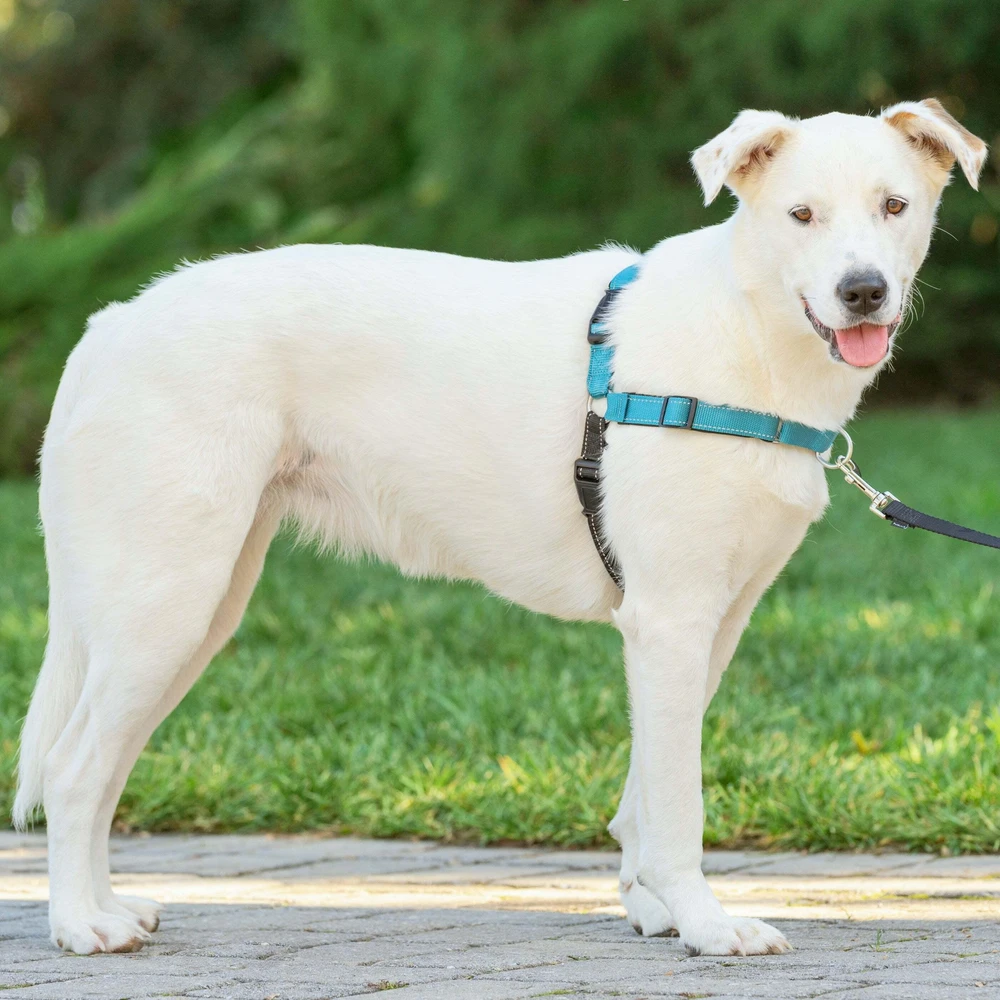 PetSafe Easy Walk Deluxe pavadėlis – švelnus juodas ir mėlynas šuns pavadėlis su pavadėliu, vidutinio dydžio