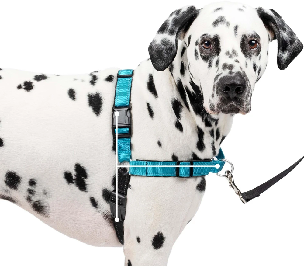 PetSafe Easy Walk Deluxe pavadėlis – švelnus juodas ir mėlynas šuns pavadėlis su pavadėliu, vidutinio dydžio