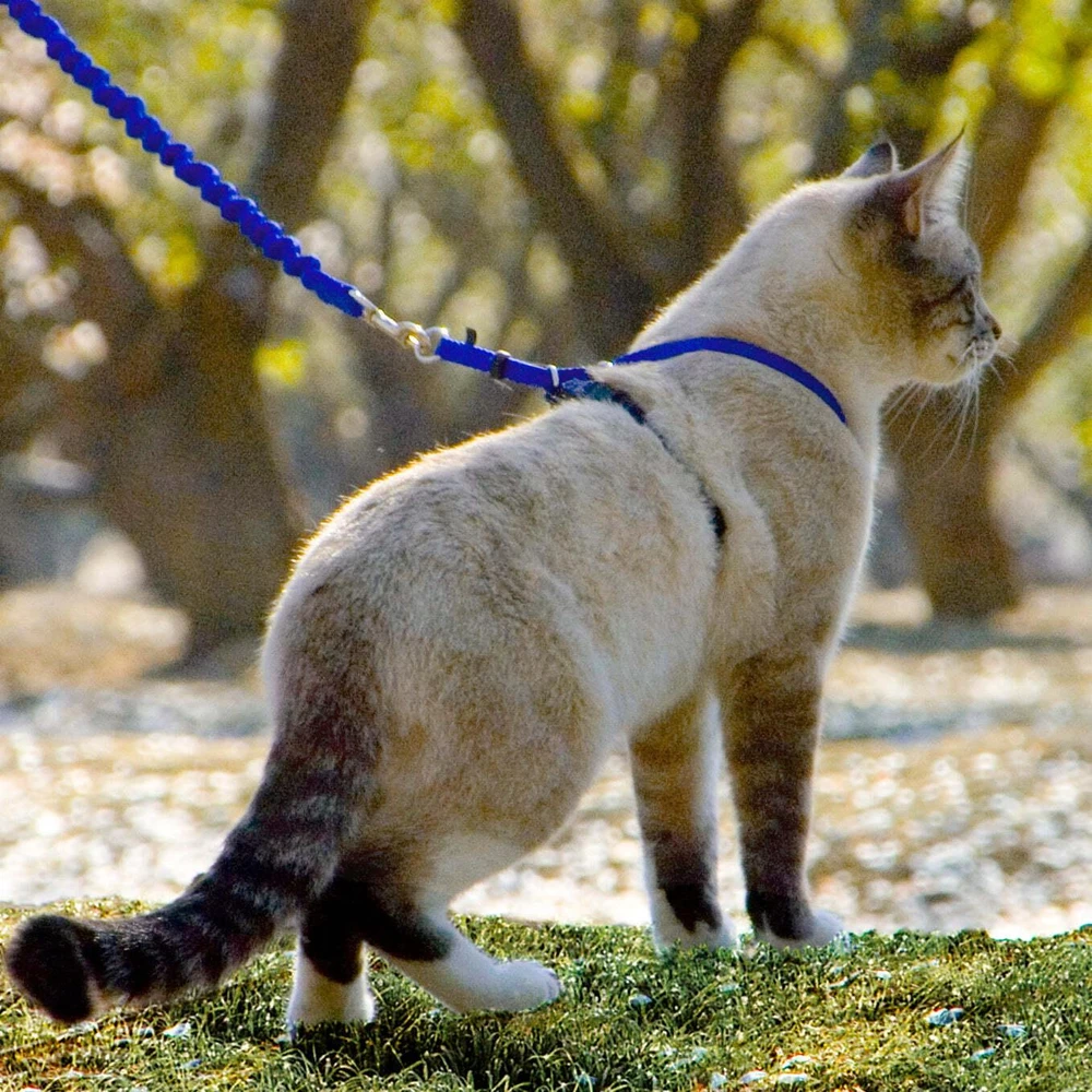 PetSafe Easy Walk katės diržas – Karališkai mėlynas bungee diržas ir pavadėlis, mažas dydis