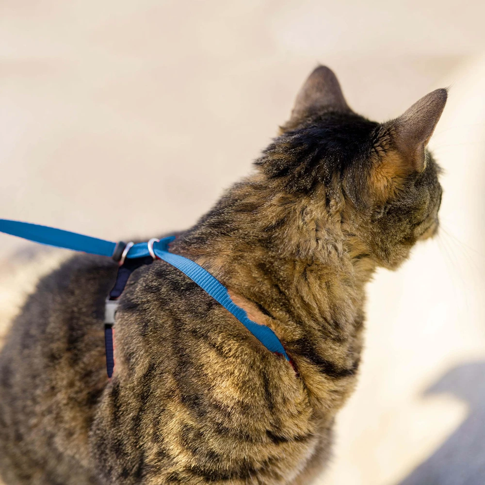 PetSafe Easy Walk katės diržas – Karališkai mėlynas bungee diržas ir pavadėlis, mažas dydis