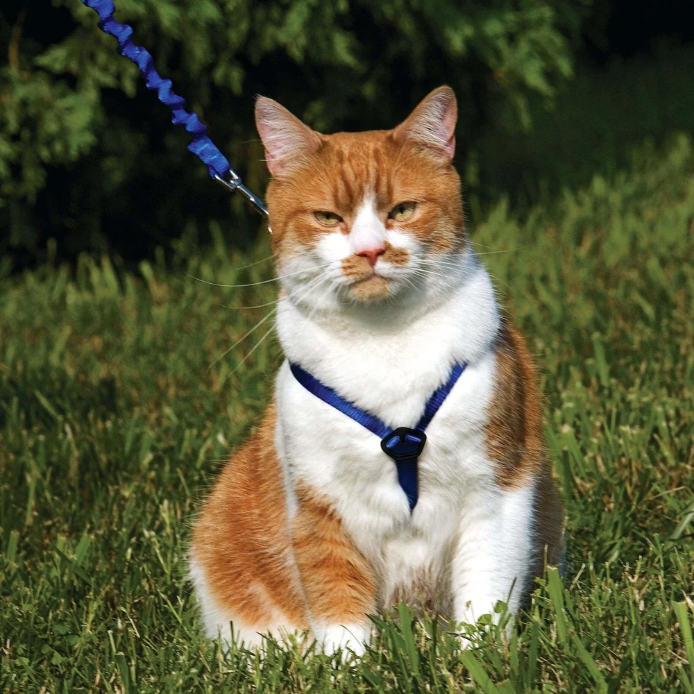 PetSafe Easy Walk katės diržas – Karališkai mėlynas bungee diržas ir pavadėlis, mažas dydis