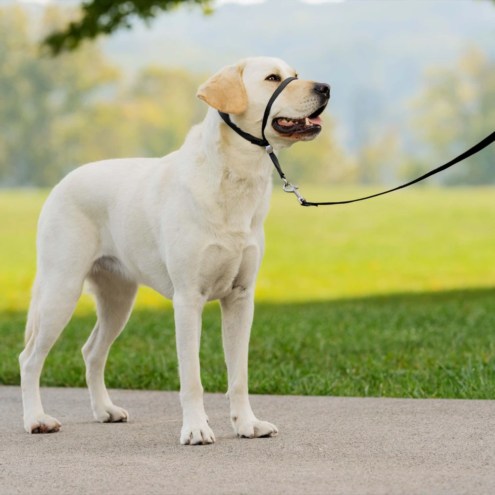 PetSafe Easy Walk Šuo Galvos Pavadėlis Juodas – Reguliuojamas šunų antkaklis su pavadėliu, mažas dydis