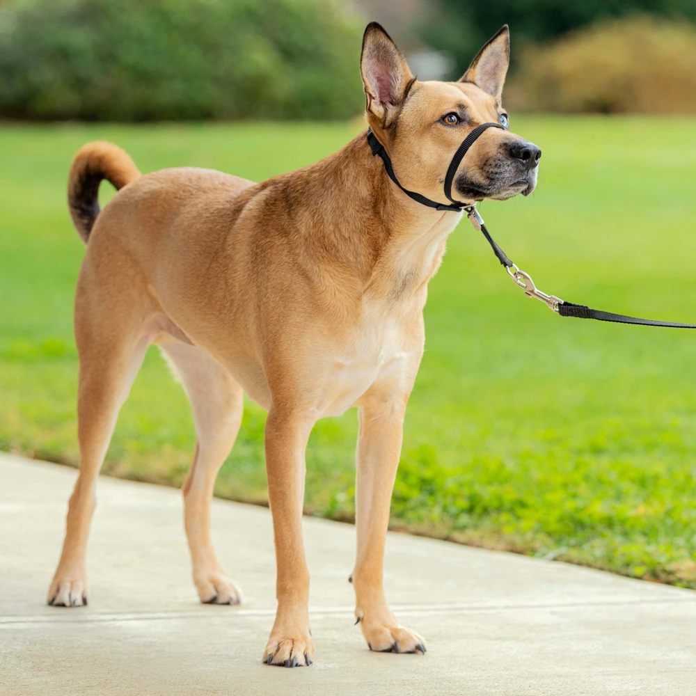 PetSafe Easy Walk Šuo Galvos Pavadėlis Juodas – Reguliuojamas šunų antkaklis su pavadėliu, mažas dydis