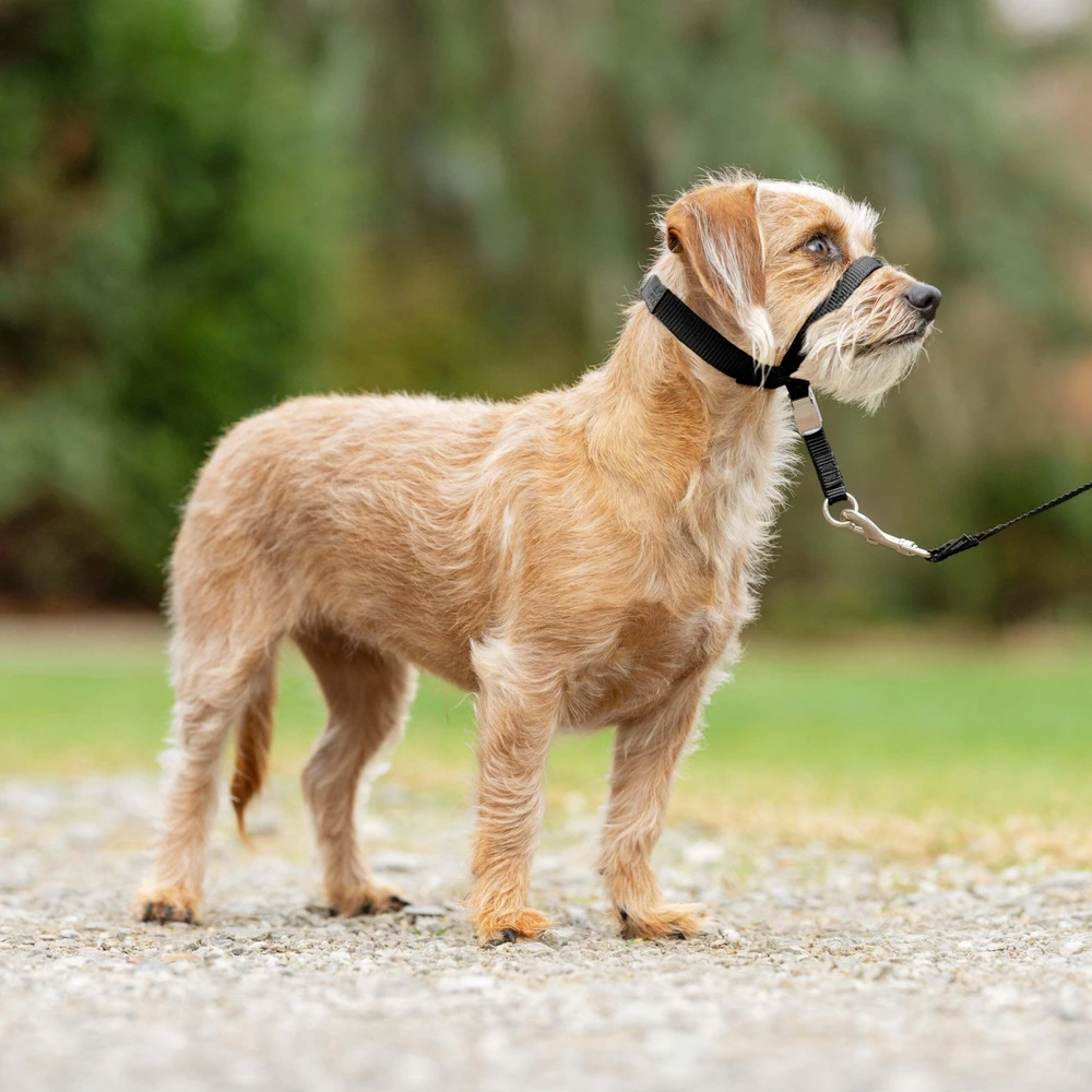 PetSafe Easy Walk Šuo Galvos Pavadėlis Juodas – Reguliuojamas šunų antkaklis su pavadėliu, mažas dydis