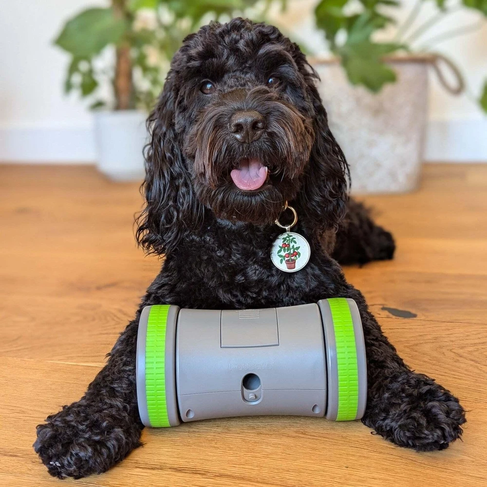 PetSafe Kibble Chase aukštųjų technologijų skanėstų dozatorius- šunų žaislas