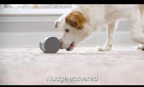 PetSafe Kibble Chase aukštųjų technologijų skanėstų dozatorius- šunų žaislas