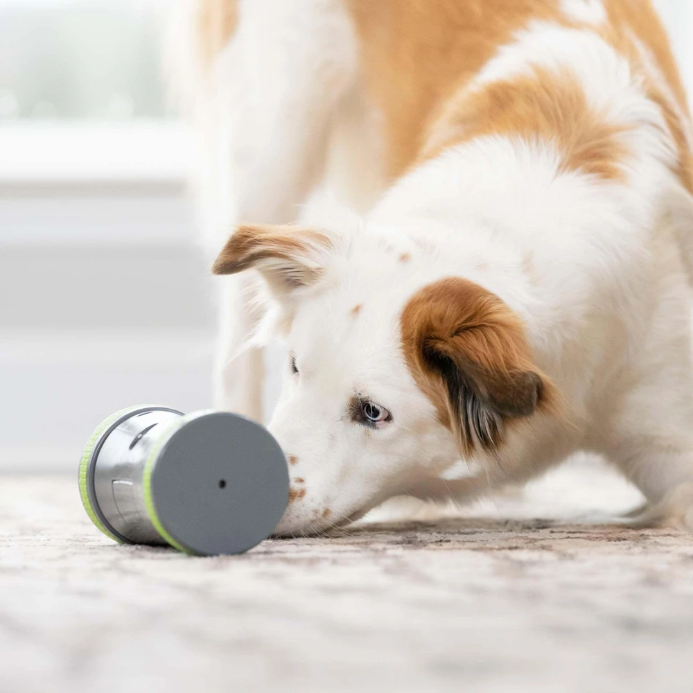PetSafe Kibble Chase aukštųjų technologijų skanėstų dozatorius- šunų žaislas