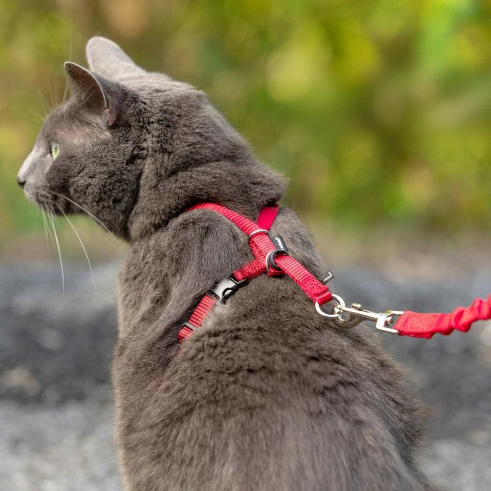 PetSafe Lengvas „Easy Walk“ katės pavadėlis ir pavadėlio rinkinys – raudonas, vidutinis, lanksti amortizacijos konstrukcija