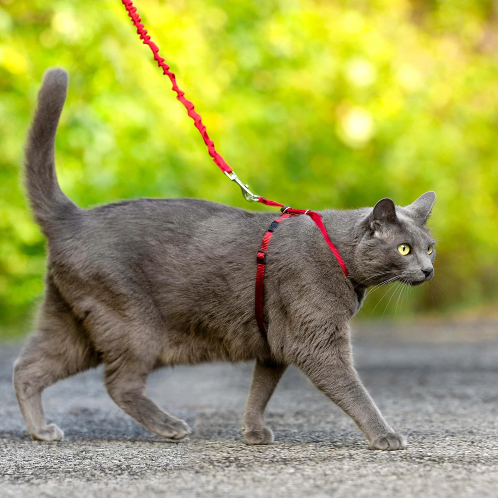 PetSafe Lengvas „Easy Walk“ katės pavadėlis ir pavadėlio rinkinys – raudonas, vidutinis, lanksti amortizacijos konstrukcija