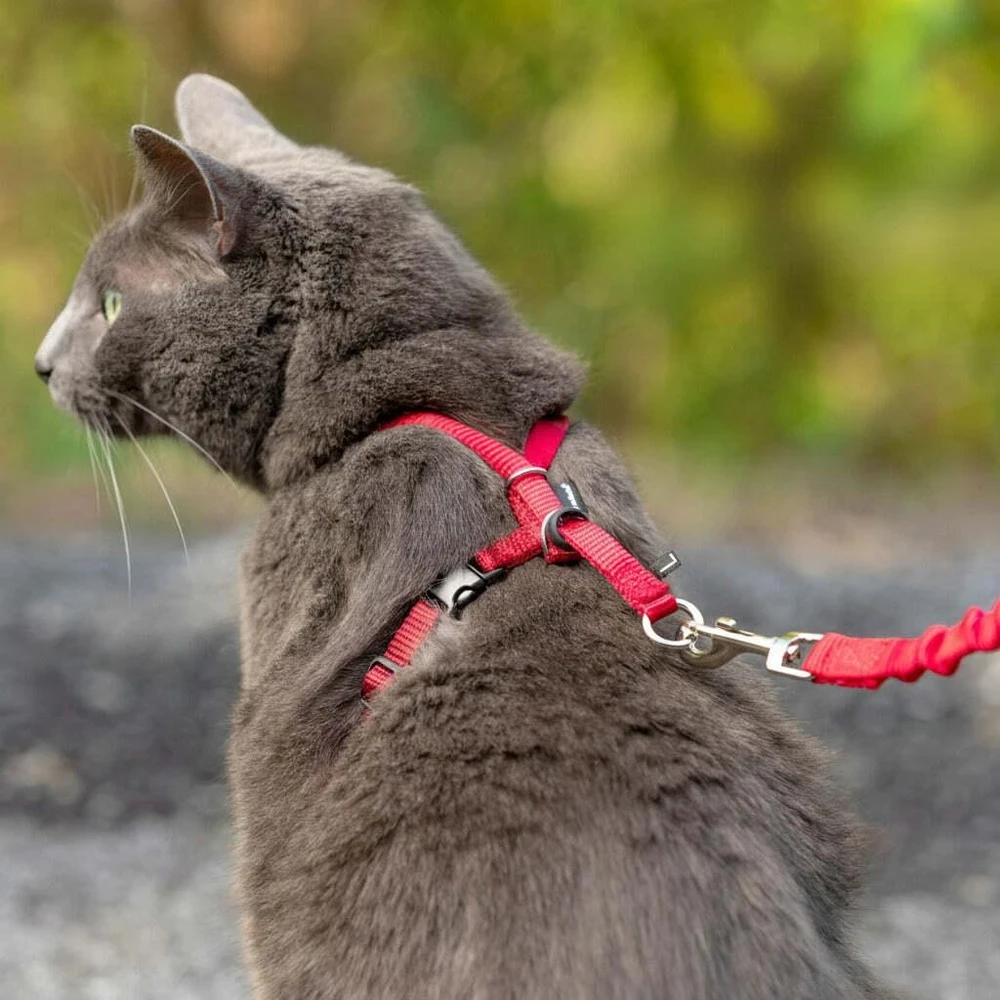 PetSafe Lengvas „Easy Walk“ katės pavadėlis ir pavadėlio rinkinys – raudonas, vidutinis, lanksti amortizacijos konstrukcija